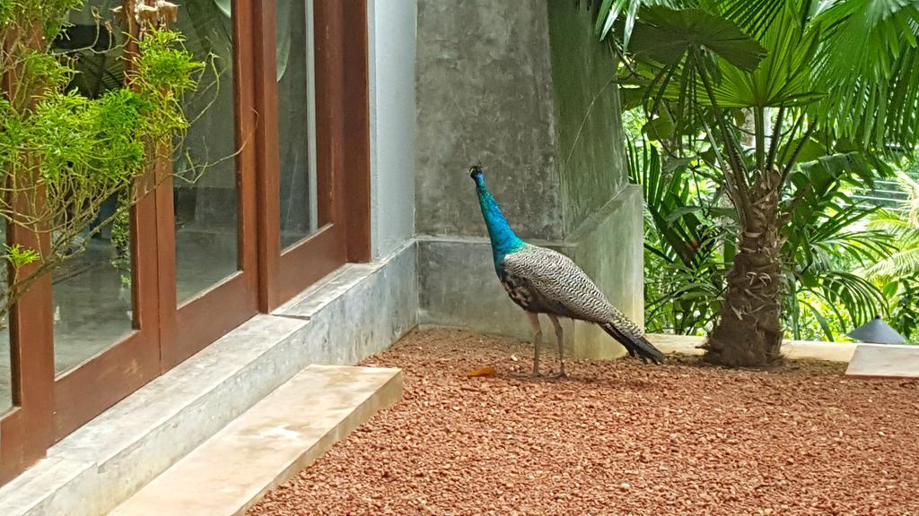 Highland Villa Weligama Esterno foto